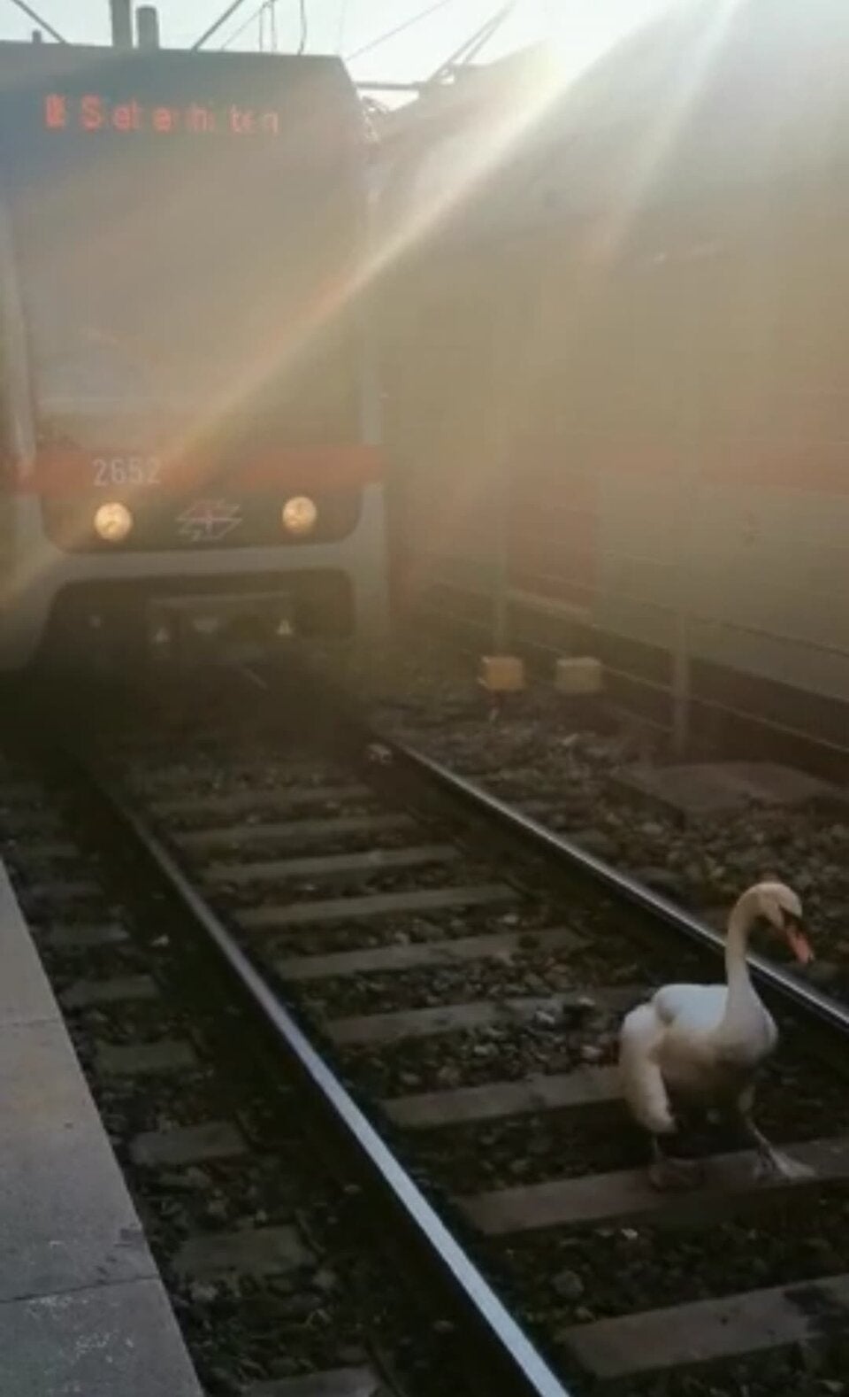 Schwan auf u6-Gleise