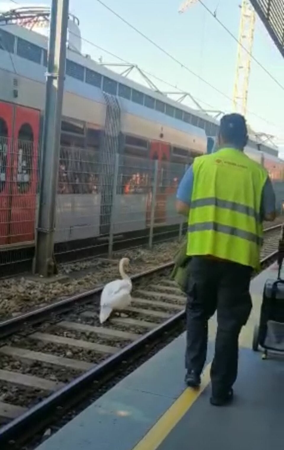 Schwan auf u6-Gleise