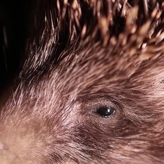 250 Igel nach Pflege wieder ausgewildert
