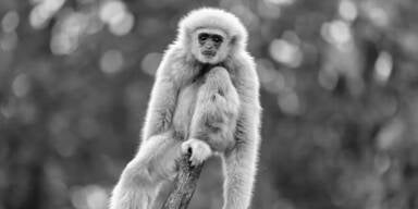 Schrecklicher Unfall: Sch&ouml;nbrunner Affenbaby ertrunken