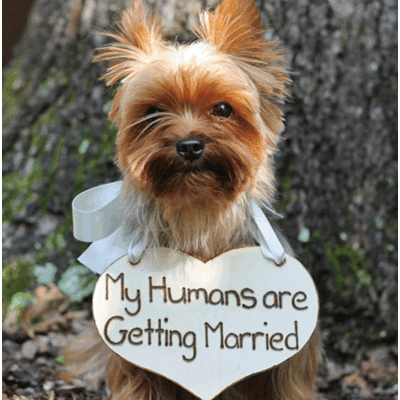 Die lustigsten Verlobungs-Fotos