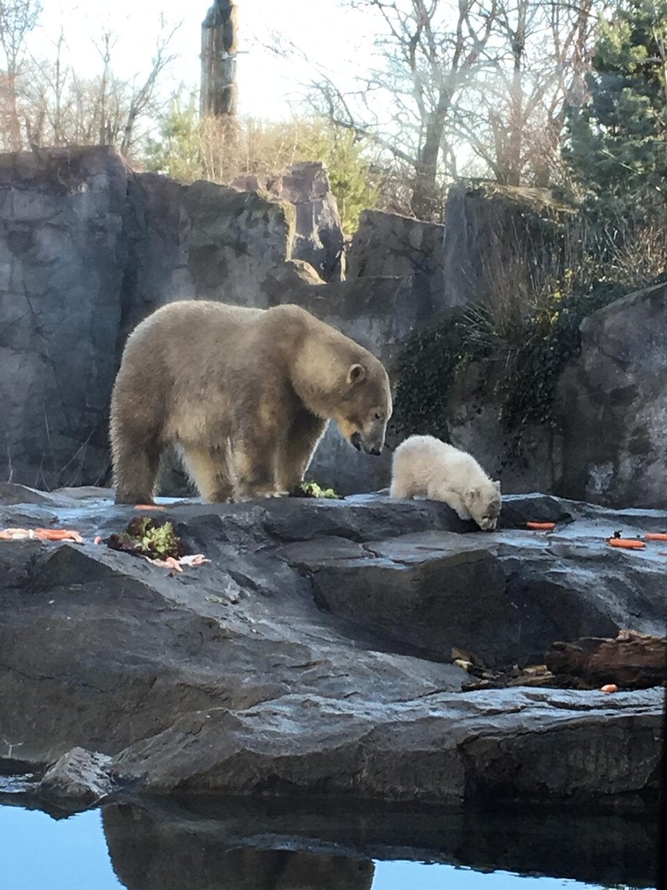 Eisbär