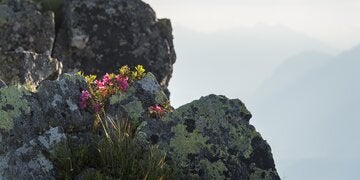 Almrosen mit Blick ins Inntal