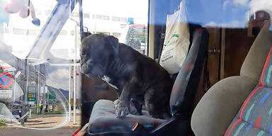 Drama um Hunde-Rettung aus Wohnmobil