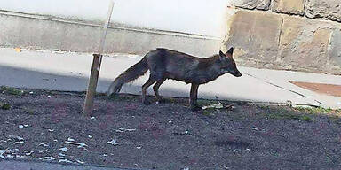 Fuchs-Alarm: Tierischer 