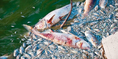 So dreckig sind unsere Flüsse