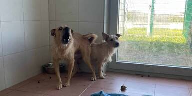Hunde Animal Hording Wien Simmering