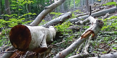Baum-Mord: Kahlschlag am Kahlenberg