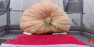 884 Kilo: Riesenk&uuml;rbis aus N&Ouml; schl&auml;gt alle Rekorde