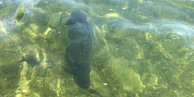 Karpfen in der Donau