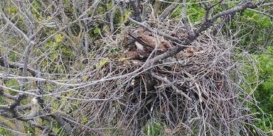 Toter Bussard lag im Nest