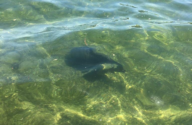 Karpfen in der Donau