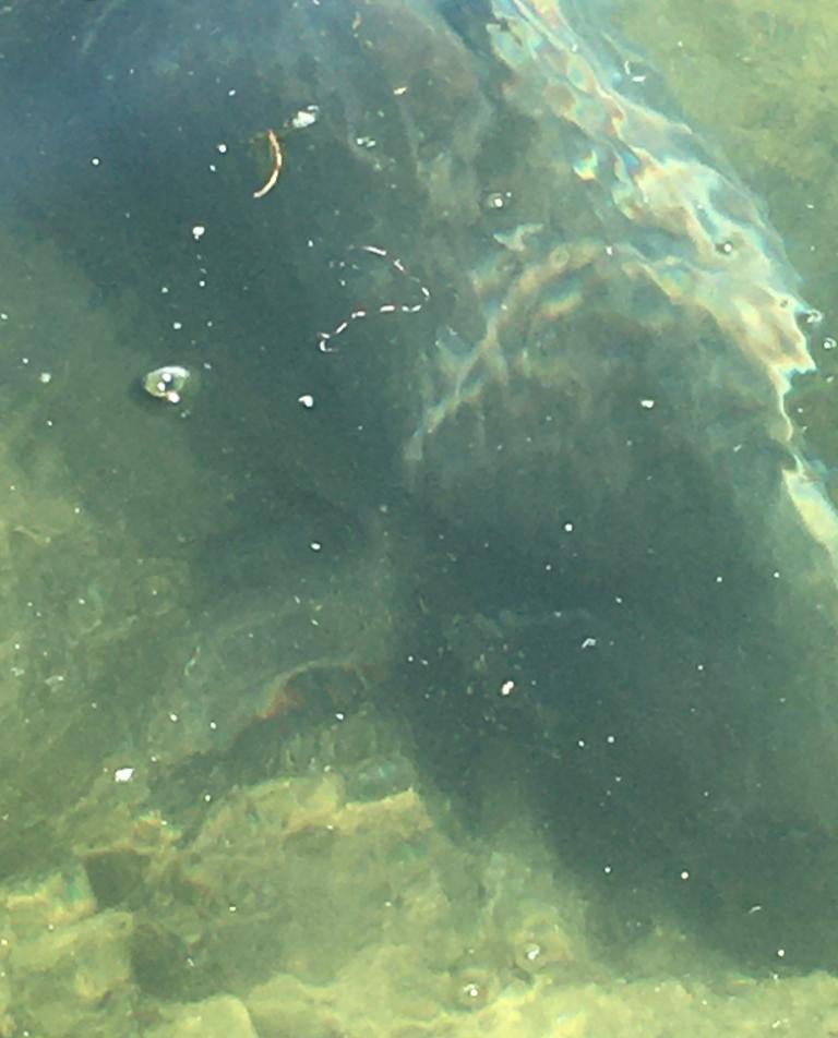 Karpfen in der Donau