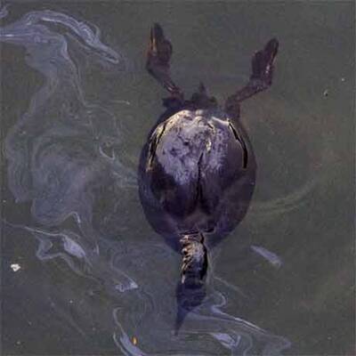 Ölpest in der Bucht von San Francisco