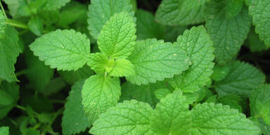 Das zügelt unseren Appetit