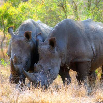 Uluru-Kata Tjuta Nationalpark im Nordterritorium/Australien