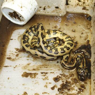 Von den Tätern fehlt noch jede Spur