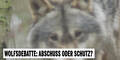 Wolfsdebatte: Abschuss oder Schutz?
