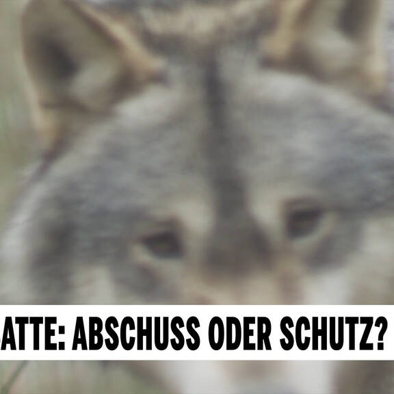 Wolfsdebatte: Abschuss oder Schutz?