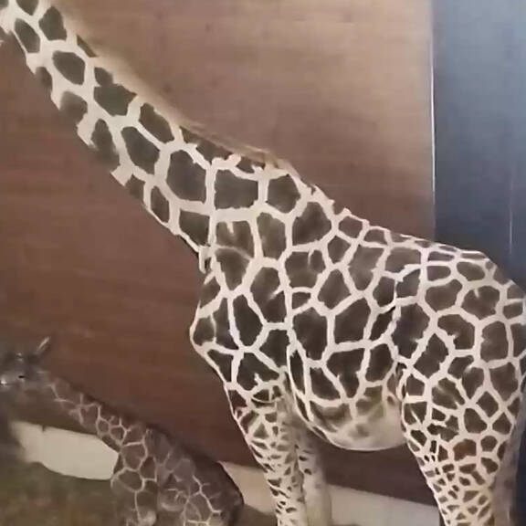 Seltene Nubische Giraffe im Zoo Schmiding geboren