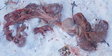 Wildschweinmutter tote frischlinge luising güssing