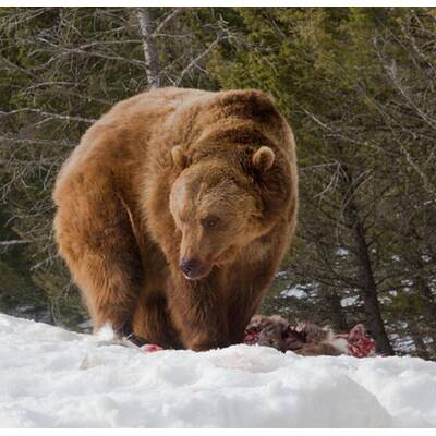 Drei Wölfe gegen einen Grizzly