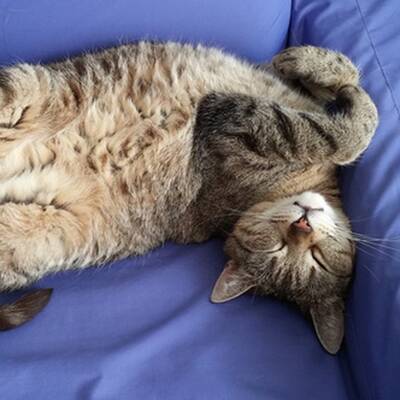 10. Platz: Nelly (7 M.), 1.891 Votes