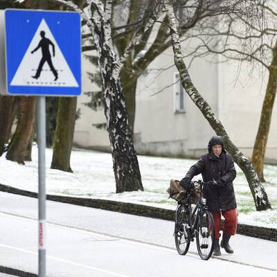 Vogelschar auf der Marswiese