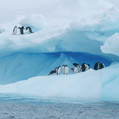 Reisende der MS Roald Amundsen auf Besuch bei den Pinguinen