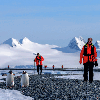 Reisende der MS Roald Amundsen auf Besuch bei den Pinguinen