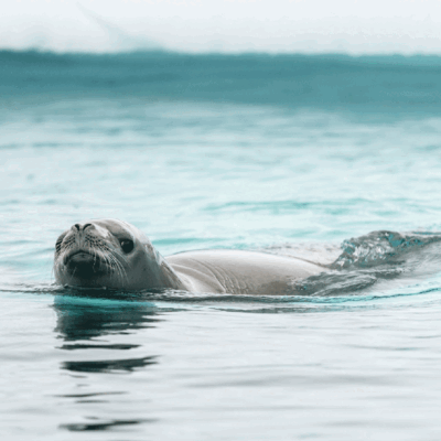 Reisende der MS Roald Amundsen auf Besuch bei den Pinguinen