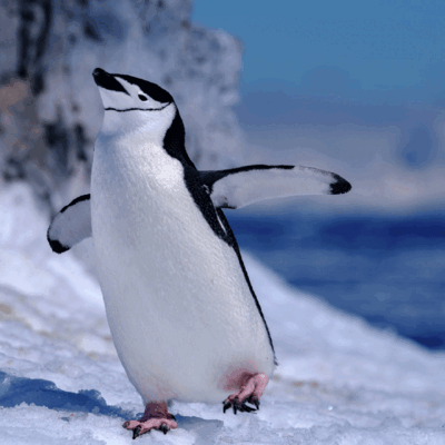 Reisende der MS Roald Amundsen auf Besuch bei den Pinguinen