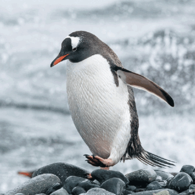 Reisende der MS Roald Amundsen auf Besuch bei den Pinguinen