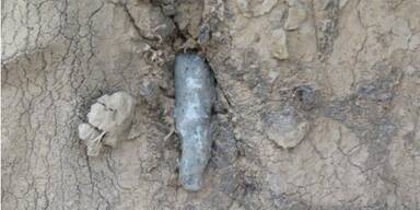 Tapferer Elefant überlebt Kopfschuss