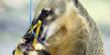 Schönbrunn: Auch Zootiere lieben Eis
