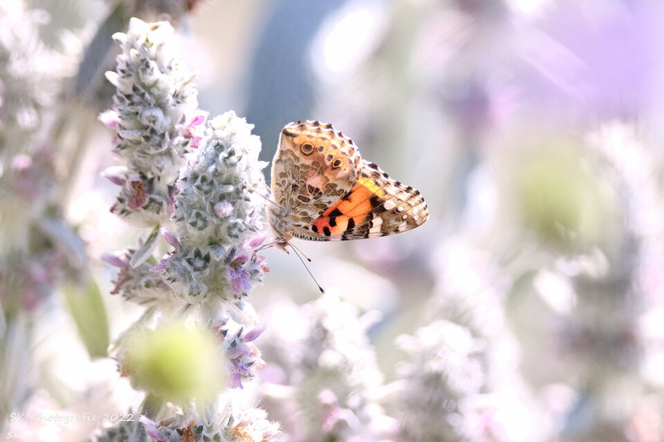 ''Natur im Garten'': Das sind die schönsten Schmetterlings-Fotos