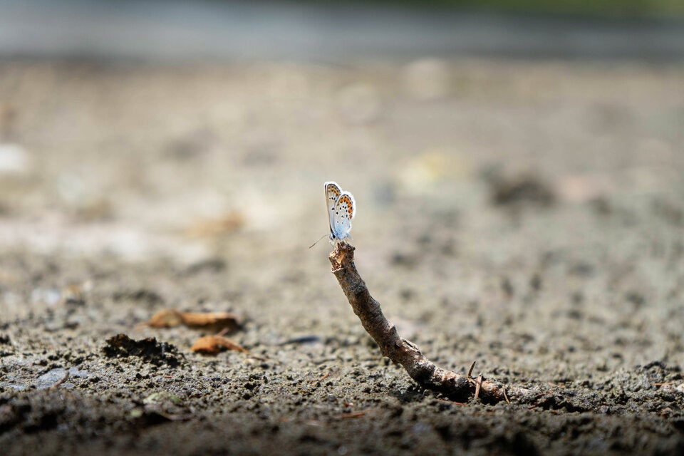 ''Natur im Garten'': Das sind die schönsten Schmetterlings-Fotos