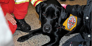 Rettungs- Hund vergiftet
