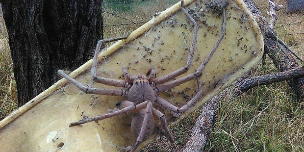 Mega-Spinne schockt das ganze Netz