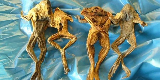 Zoll macht Grusel-Fund am Flughafen