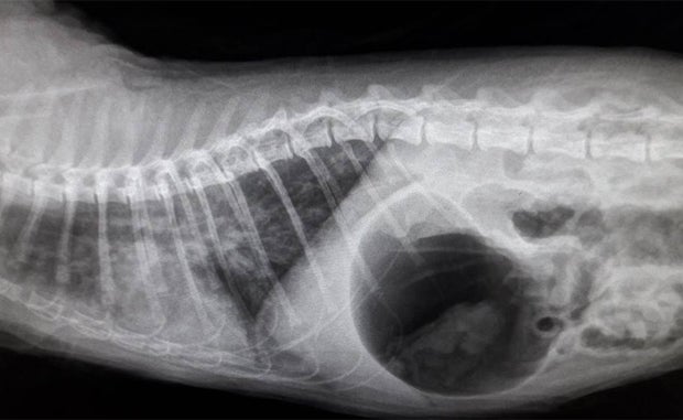 Kater bei 60 Grad gewaschen