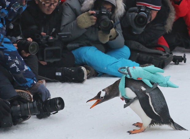 Größtes Eisskulpturen-Festival bestückt Pinguine mit Rucksäcken