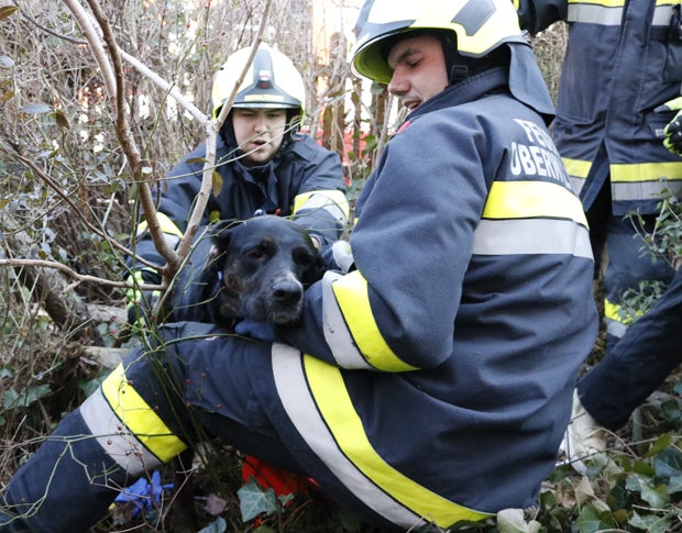 Feuerwehr rettete Hund aus Brunnenschacht