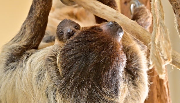 Faultier-Nachwuchs in Schönbrunn