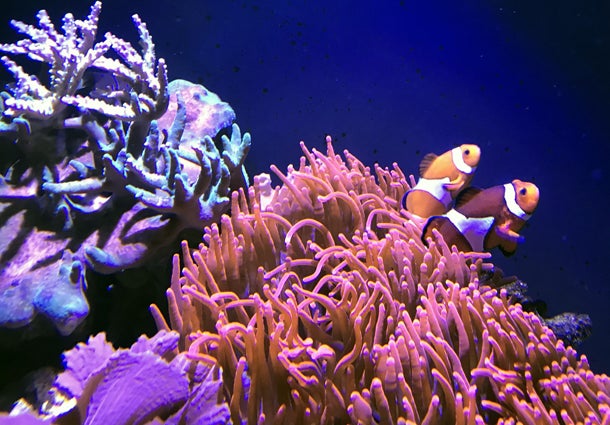 Haus des Meeres: Größere Becken für tropische Meerestiere