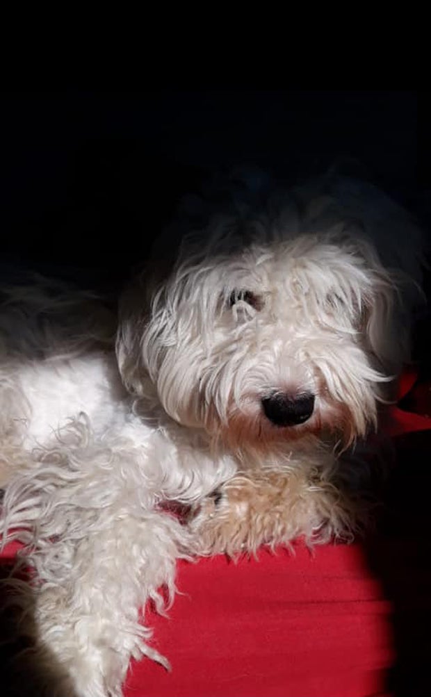 Rapid-Fans drohen brutalem Hunde-Prügler mit Mord