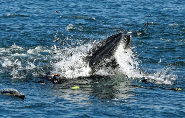 Österreicher schoss Foto des Jahres: Wal spuckt Taucher wieder aus