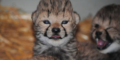 Geparden-Drillinge in Schönbrunn geboren