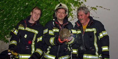 Dieser Igel steckte im Mauerspalt fest