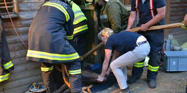Pferd nach Rettung aus Kanal eingeschläfert
